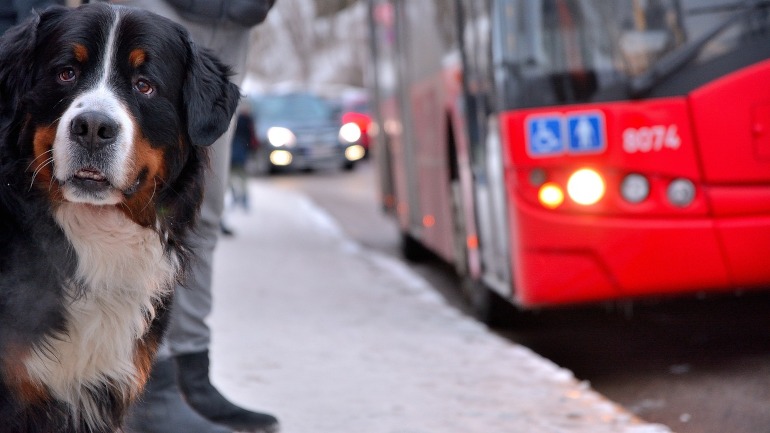 Pet store friendly transportation